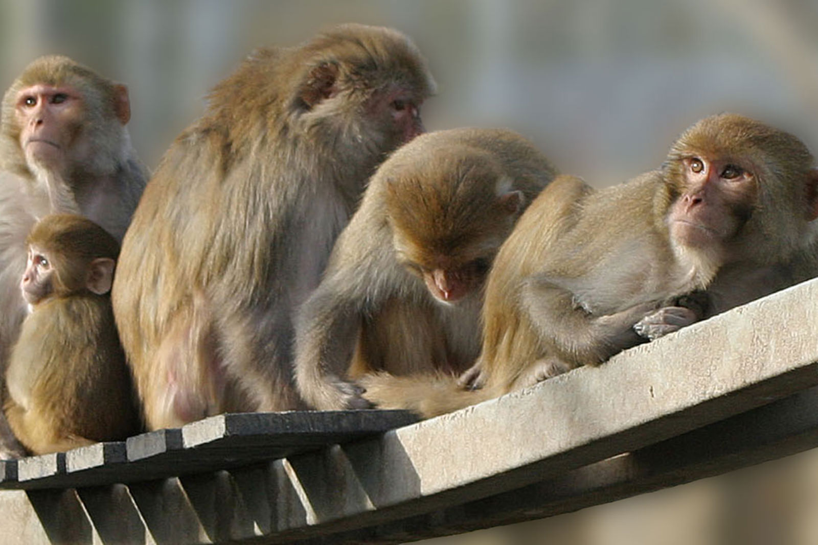 Diertraining voor laboratorium apen